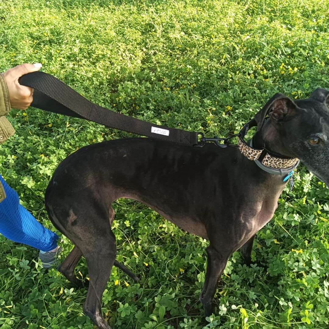 EGV - Correa corta perro 4cm ancho, asa neopreno y mosquet&oacute;n reforzado. 50cm longitud. (Negro), , large Imagen numero 5