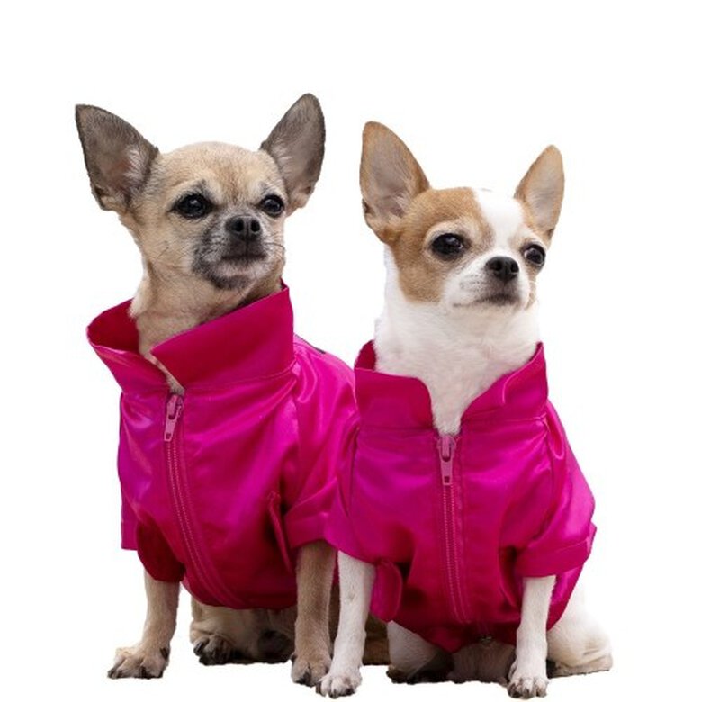 Chaqueta bomber Pippa para perros color Rosa, , large image number null