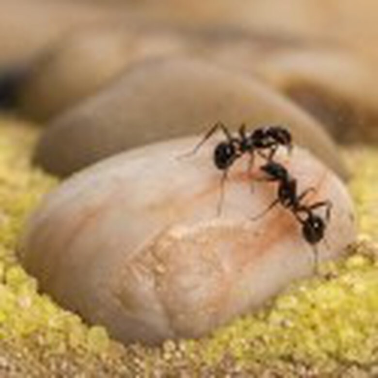 Kits hormiguero acrílico grande para pared, , large image number null