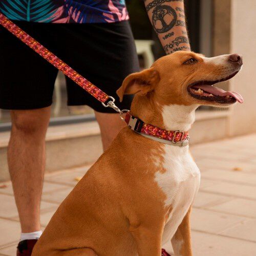 Correa Pamppy caramelos para perros, , large Imagen numero 2