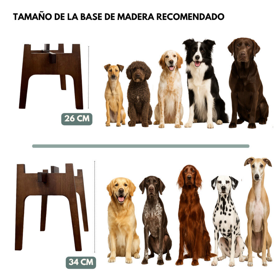 Comedero Alto Doble para Perros y Gatos | Dise&ntilde;o Ergon&oacute;mico, 2 Alturas Disponibles, Antideslizante y Varios Colores - La Casa de Turr&oacute;n, , large Imagen numero 4