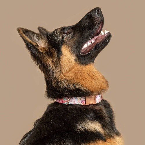 Baona collar manila multicolor para perros, , large Imagen numero 2