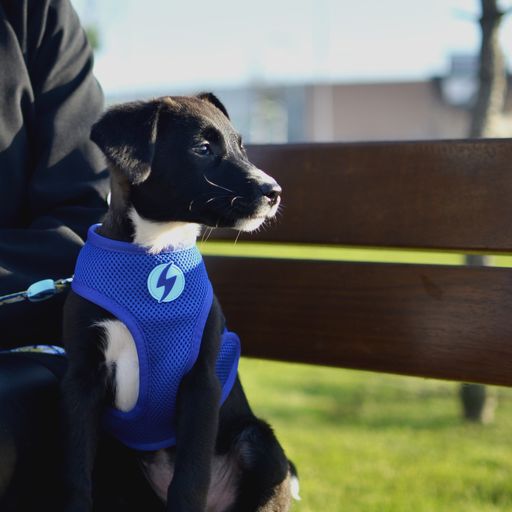 Arn&eacute;s Neo Mesh Nebula para perros color Multicolor, , large Imagen numero 4