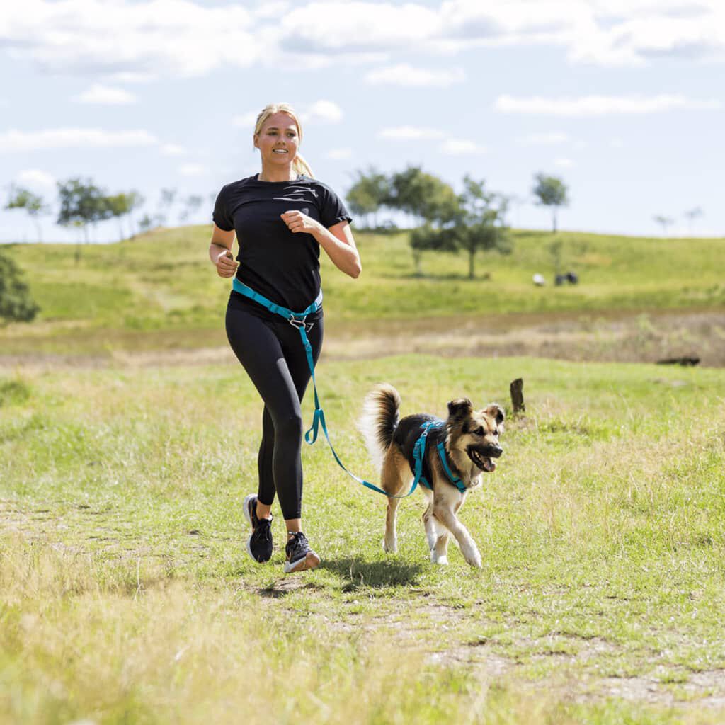Correa con cintur&oacute;n azul para perros, , large Imagen numero 2