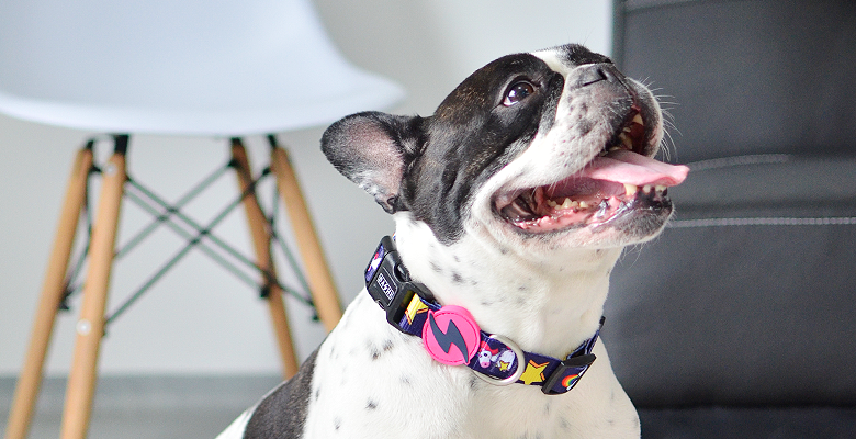 Collar de poli&eacute;ster Unicorn para perros color Varios, , large Imagen numero 3