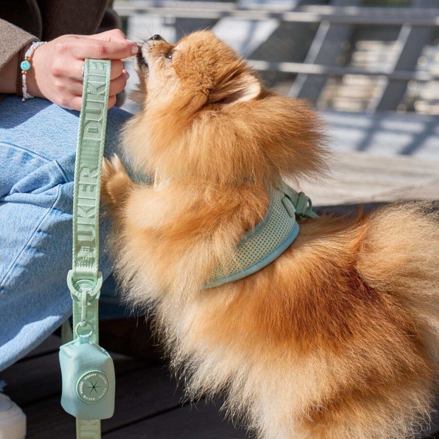 Dukier Correa Color Verde para perros, , large Imagen numero 2