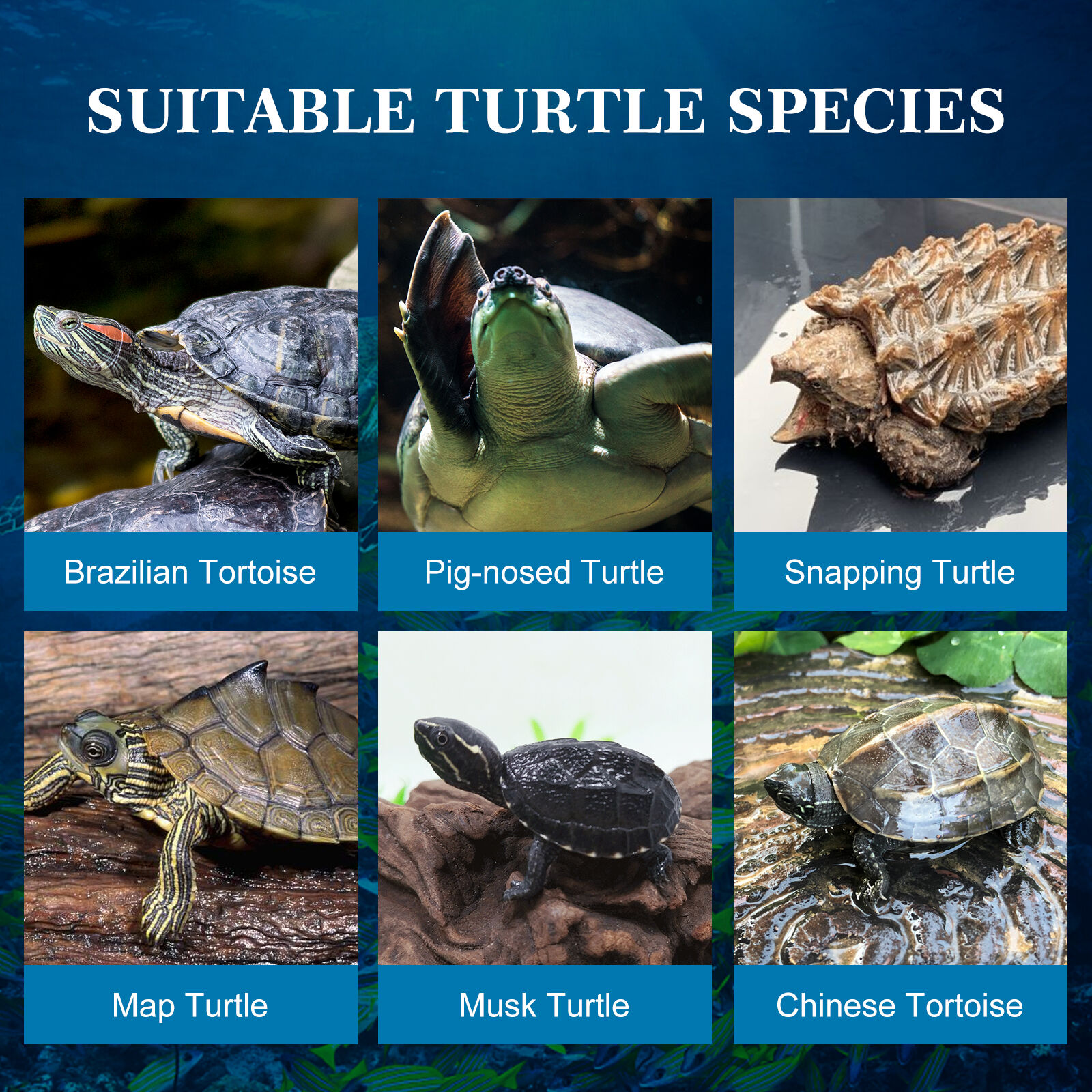 Nobleza Alimento para tortugas y tortugas de agua elaborado con langostinos de r&iacute;o naturales de alta calidad 120g / 1000ml, , large Imagen numero 4