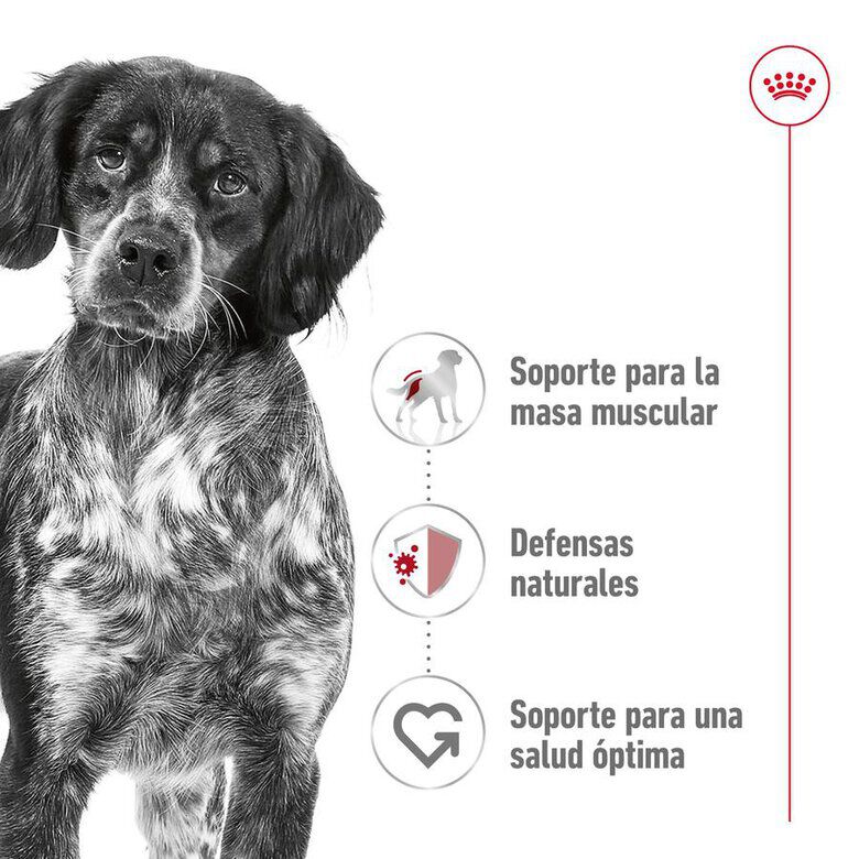Royal Canin Medium Adult pienso para perros thumbnail