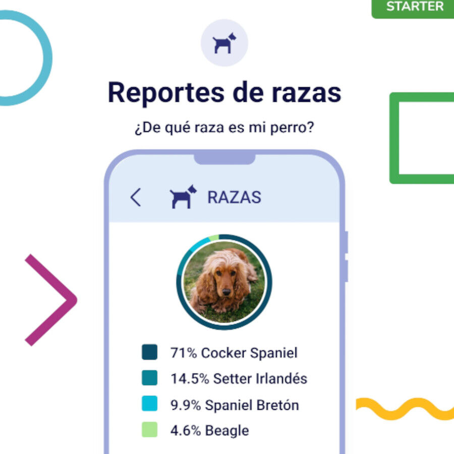 Koko Genetics Prueba de ADN Starter para perros, , large Imagen numero 4