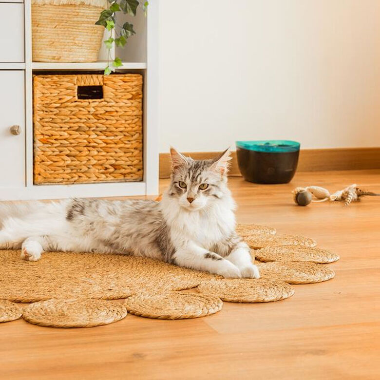 Cecotec Pumba 2200 Refresh Bebedero Automático para perros y gatos thumbnail