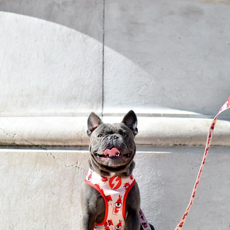 Correa de poliéster Tribes para perros color Varios thumbnail