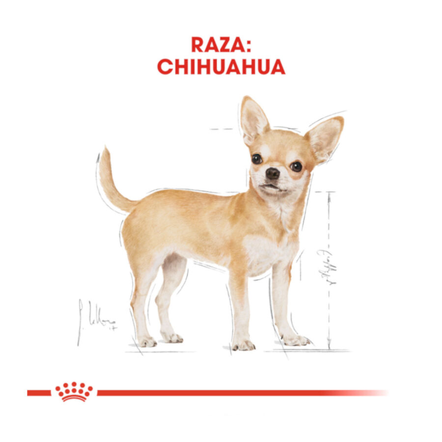 Royal Canin Adult Chihuahua pienso para perros thumbnail