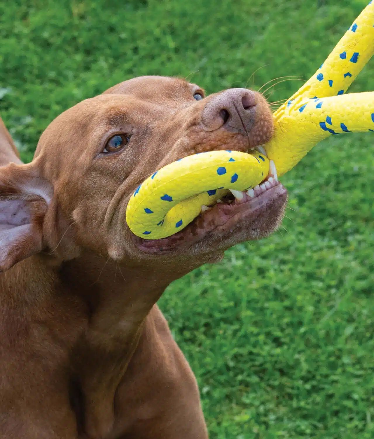 Zeus Nitro&trade; Tugger, 22cm, , large Imagen numero 5