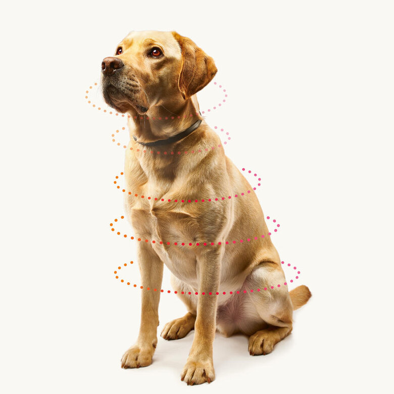 Beaphar Canishield Collar Antiparasitario para perros grandes, , large image number null