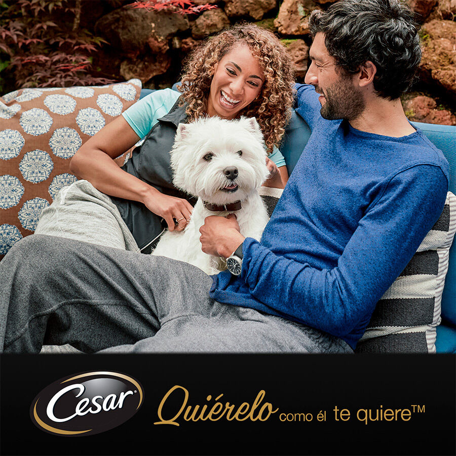 Cesar Carnes Mixtas Gelatina en Bolsita para Perros Senior - Multipack thumbnail