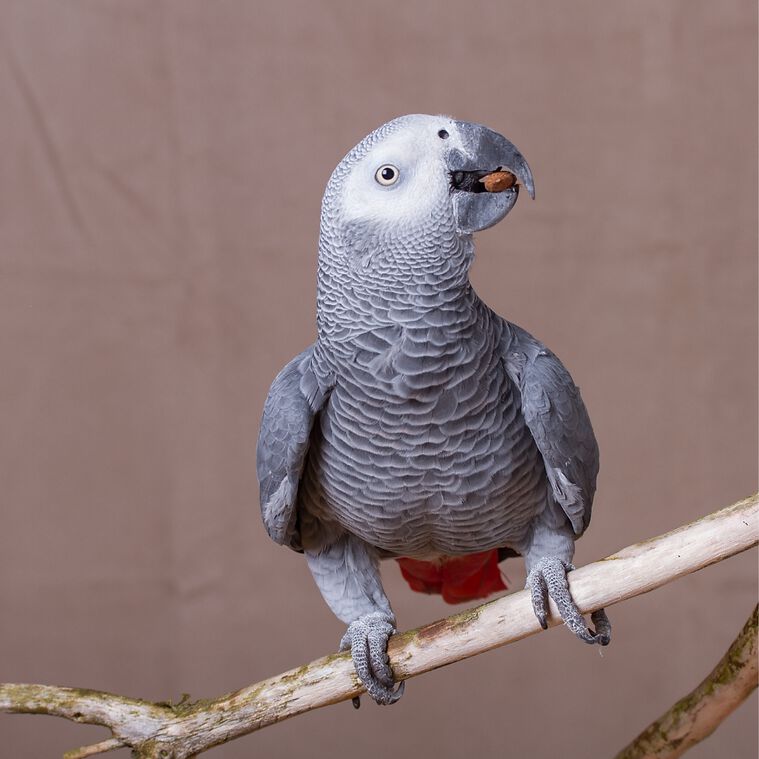 Your Parrot Nueces silvestres sin cáscara para loros thumbnail