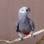 Nueces silvestres sin cáscara Your Parrot 1,5 kg., , large indicador imagen numero 2