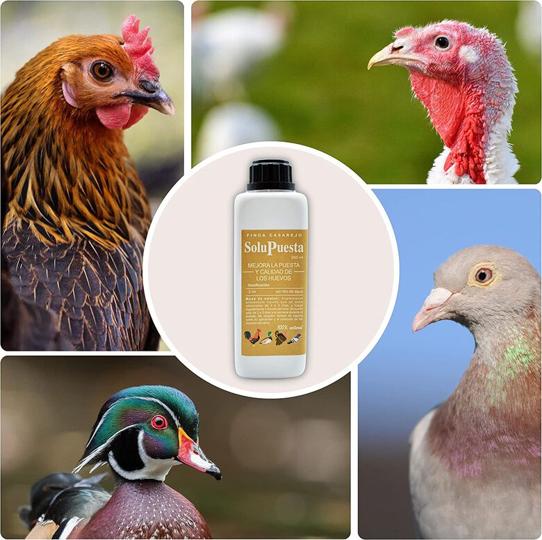 Finca casarejo solupuesta suplemento alimenticio para gallinas y aves de corral thumbnail