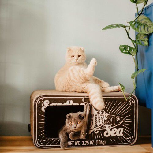 Rascador/Cueva District70 Sardine para gatos color Negro, , large Imagen numero 5