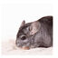 Beaphar Care+ Arena de Baño para chinchillas, , large indicador imagen numero 4