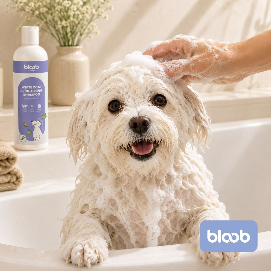 Bloob Champ&uacute; Realzador Mantos Blanco Mel&oacute;n para perros, , large Imagen numero 2