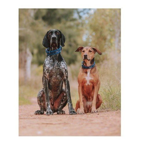 APEX DOG GEAR collar ajustable con cierre met&aacute;lico turquesa para perros, , large Imagen numero 4