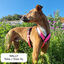 Arnés Reflectante Anti-Tirones en Forma "Y"- Ideal para Lebreles: Galgo Italiano, Whippet, Galgo, Podenco - Seguro, Transpirable y Duradero - Perfecto para Caminar, Entrenar y Correr - ROSA, XXL, , large indicador imagen numero 25
