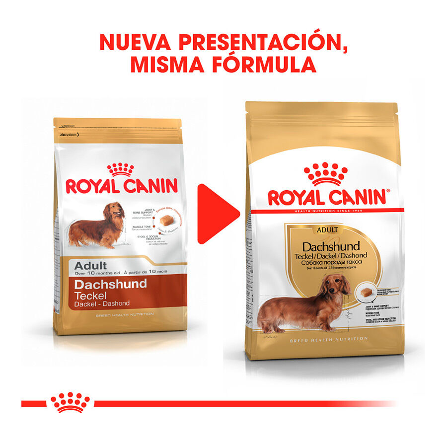 Royal Canin Adult Dachshund pienso para perros thumbnail