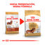 7.5 kg Royal Canin Adult Dachshund pienso para perros, , large indicador imagen numero 3