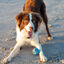 Rogz squeekz pelota de rebote azul para perros, , large indicador imagen numero 2