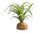 Planta Tillandsia de decoración para terrarios, , large indicador imagen numero 2