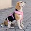 Arnés reversible Donut Neo Mesh para perros color Varios, , large indicador imagen numero 4