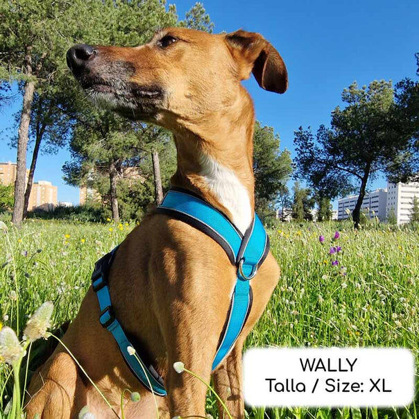 Arn&eacute;s Reflectante Anti-Tirones en Forma "Y"- Ideal para Lebreles: Galgo Italiano, Whippet, Galgo, Podenco - Seguro, Transpirable y Duradero - Perfecto para Caminar, Entrenar y Correr - CELESTE, XL, , large Imagen numero 4