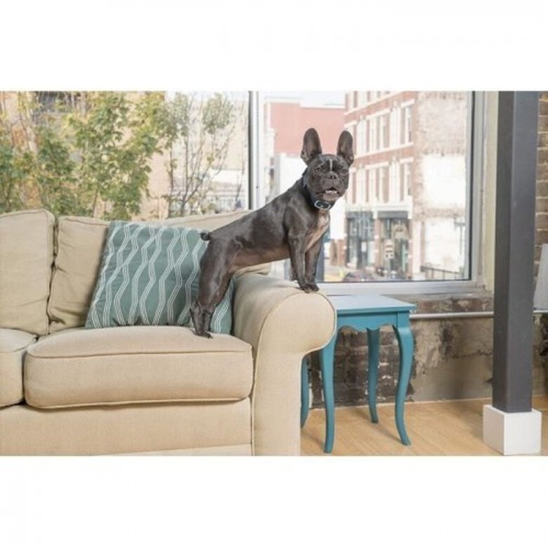 Petsafe lite collar antiladridos adiestramiento azul perros