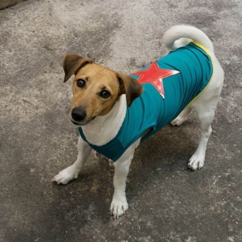 Camiseta para perros Willy Star Runner color azul, , large image number null