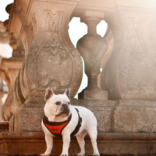 Dashi neo mesh stripes arn&eacute;s rojo y negro para perros, , large Imagen numero 4