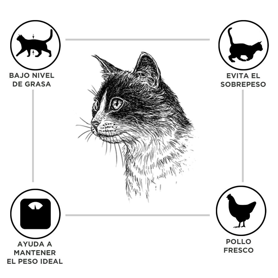 Criadores Adulto Esterilizado Pollo pienso para gatos thumbnail