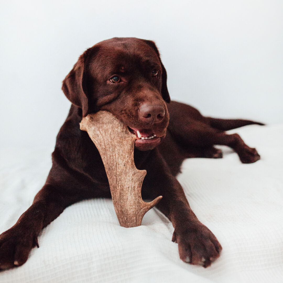 BIMORDISCOS Asta de gamo para perros Pack 2 x L, , large Imagen numero 2