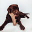 BIMORDISCOS Asta de gamo para perros Pack 2 x L, , large indicador imagen numero 2