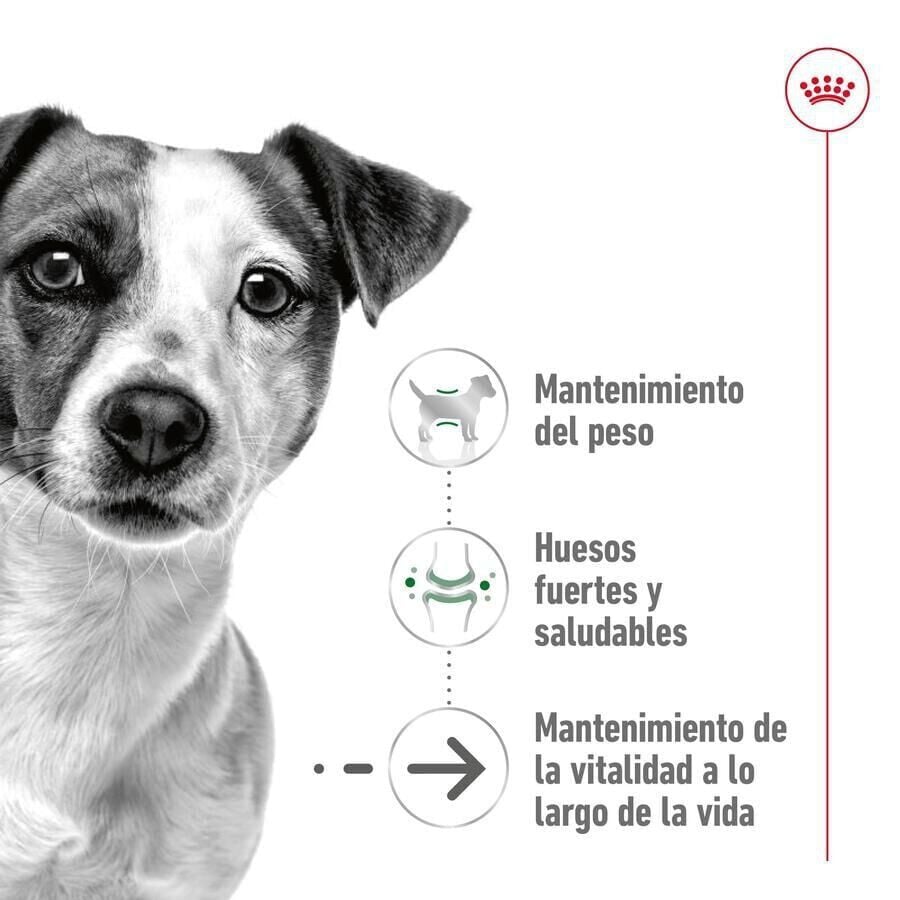 Royal Canin Mini Ageing +12 pienso para perros thumbnail