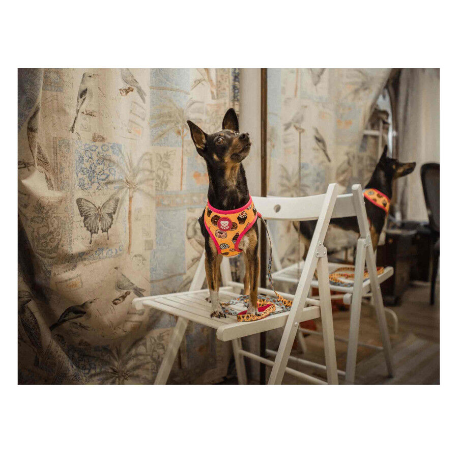 Dukier Arn&eacute;s Reversible Estampado Donuts para perros, , large Imagen numero 2