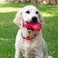 Rogz yumz hueso de juguete rosa para perros, , large indicador imagen numero 2