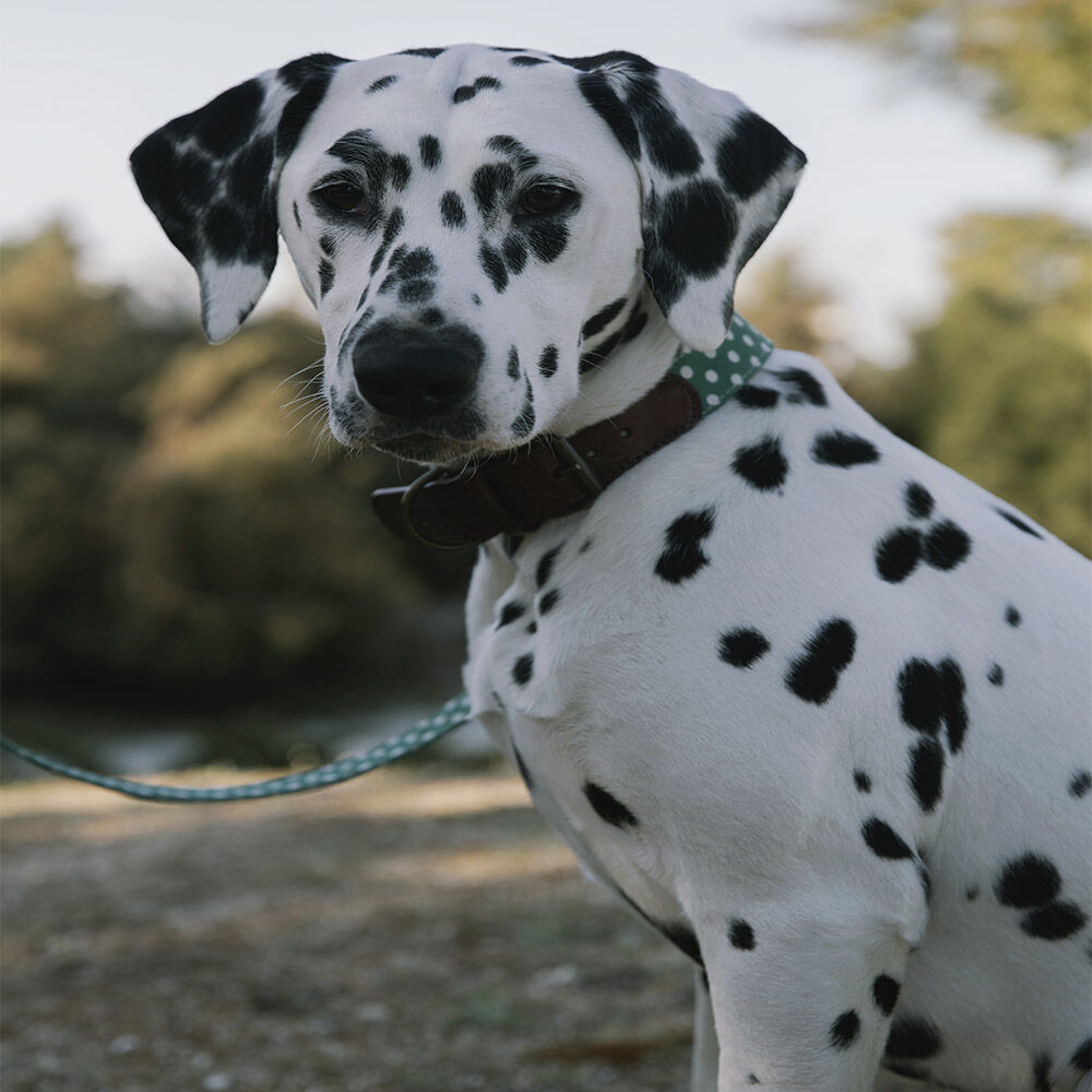 Ladran Gaucho Correa Lola verde lunares para perros, , large Imagen numero 2