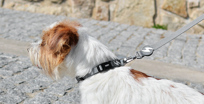 Correa de nylon para perros color Gris thumbnail