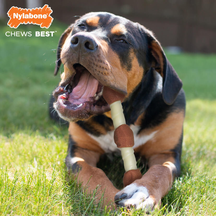 Nylabone Extreme Chew Shish Kebab Alternative Mordedor Resistente Pollo para perros, , large Imagen numero 2
