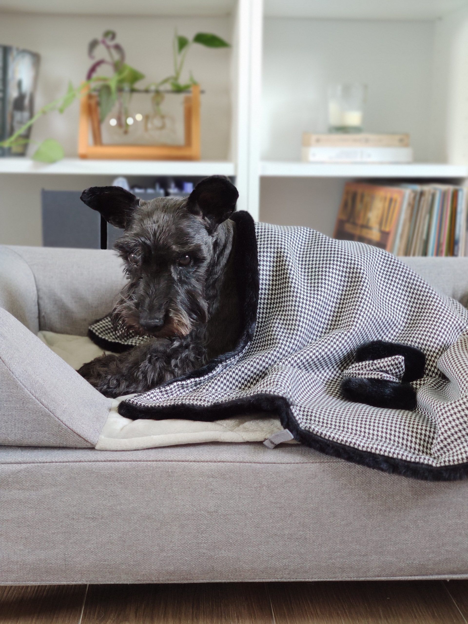 Komypets Manta negra Para Mascotas thumbnail