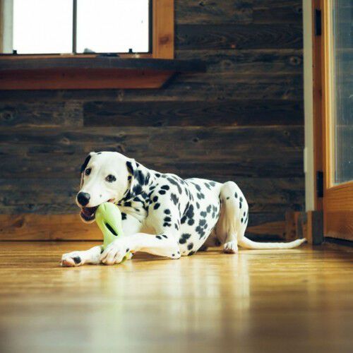 Juguete dispensador de premios para perros color Verde thumbnail