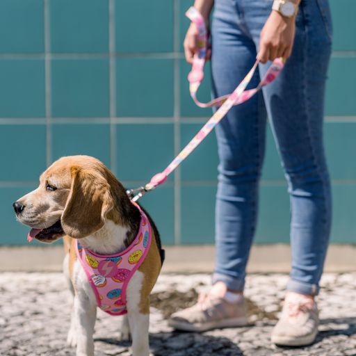 Correa de poli&eacute;ster Donut para perros color Varios, , large Imagen numero 4