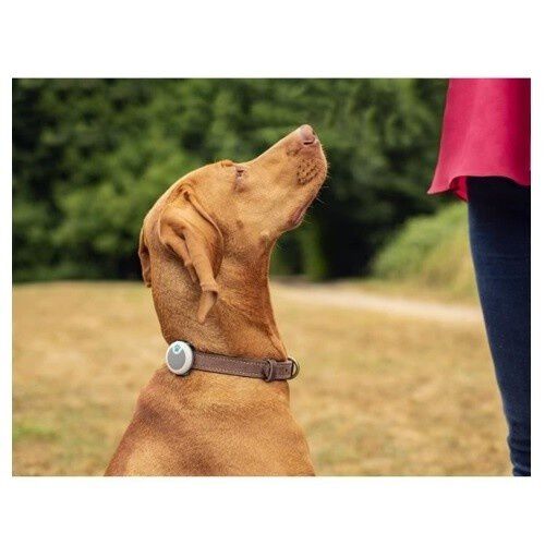 Petcare Rastreador de Actividad y Comportamiento para perros, , large Imagen numero 3