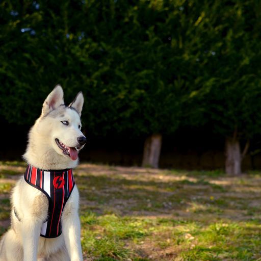 Arn&eacute;s Neo Mesh Slide para perros Muy muy Grande, , large Imagen numero 5